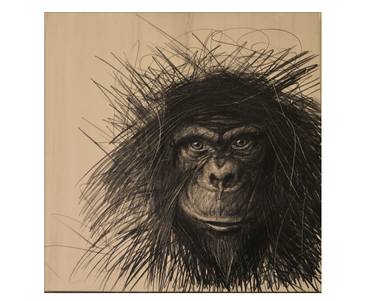 Original Animal Drawings by Silvano Scolari