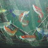 8 Arwana by Andis Gallery