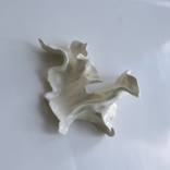 White flower VI by Alina Mann