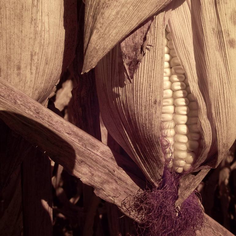 Indiana Corn Field - (square crop) - Print