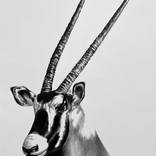 Oryx by Ira van der Merwe