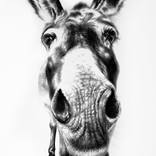 O, die Donkie is 'n Wonderlike Ding by Ira van der Merwe
