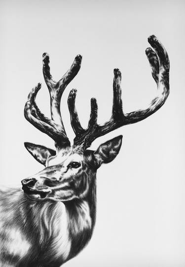 Original Realism Animal Drawings by Ira van der Merwe