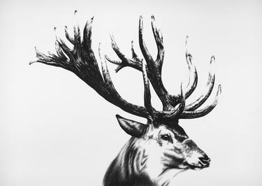 Print of Realism Animal Drawings by Ira van der Merwe