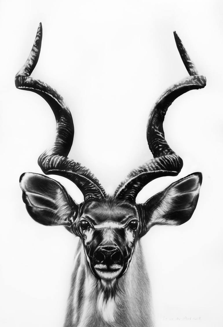 Kudu Drawing by Ira van der Merwe Saatchi Art