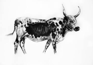 Print of Animal Drawings by Ira van der Merwe