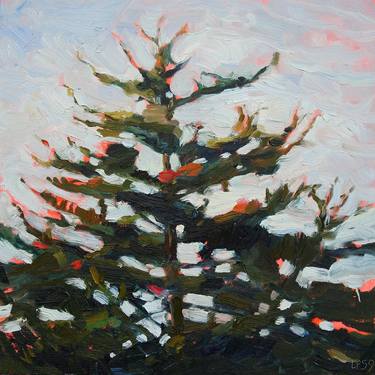 Cedar Tree Soaking In the Winter Light thumb