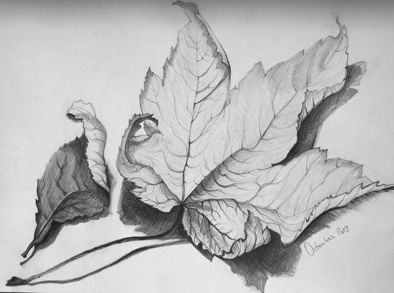 Autumn Leaves 1 Drawing By Dana Paparuz Saatchi Art