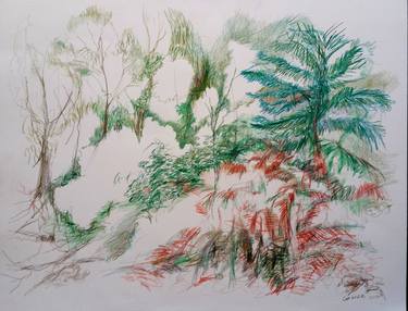 Ferns in forest thumb