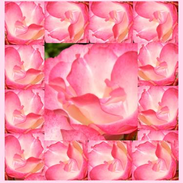 Rose in Rose Frame plus Pink thumb
