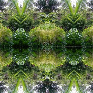 Print of Abstract Garden Photography by Heather Bolton