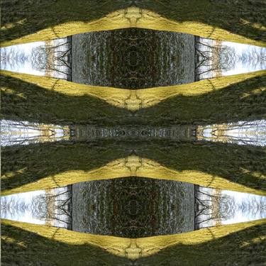 Print of Abstract Tree Photography by Heather Bolton