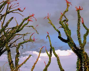 Print of Photorealism Botanic Photography by Dean Lee Uhlinger