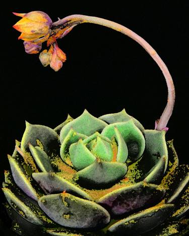 Original Botanic Photography by Dean Lee Uhlinger