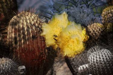 Copiapoa Cactus, Atacama Chile thumb