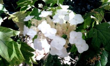 Hydrangea Quercifolia - Limited Edition 1 of 1 thumb