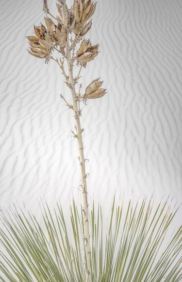 Original Abstract Botanic Photography by Murray Bolesta