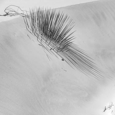 Original Minimalism Nature Photography by Murray Bolesta