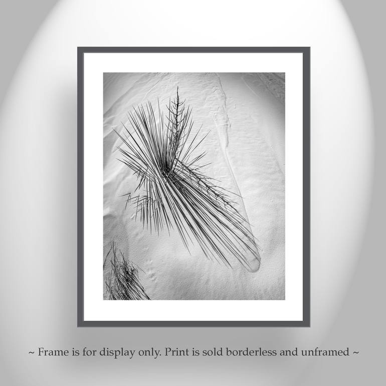 Original Abstract Nature Photography by Murray Bolesta
