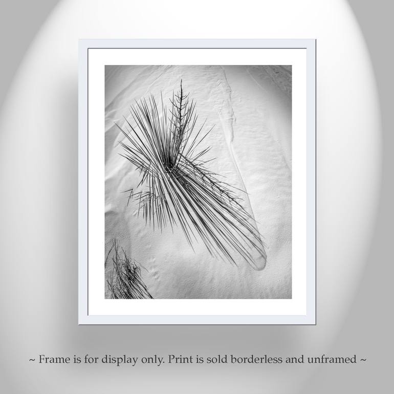 Original Abstract Nature Photography by Murray Bolesta