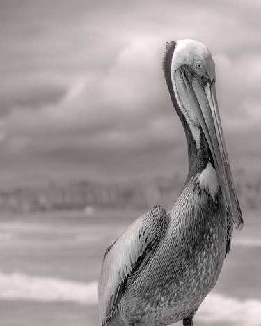 Sea Pelican thumb