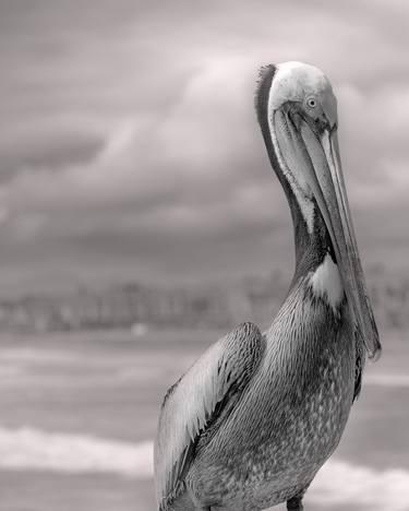 Original Fine Art Animal Photography by Murray Bolesta