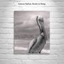 "Sea Pelican" California Seashore!