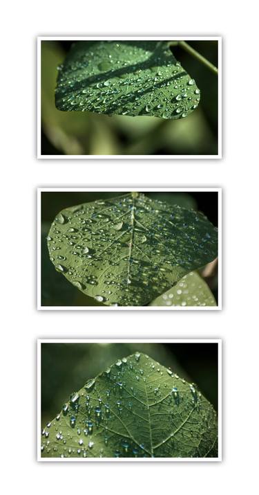 "Leaf Art #4" triptych - 11x17 inches each thumb