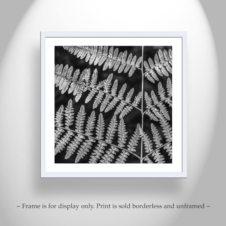 Original Fine Art Botanic Photography by Murray Bolesta