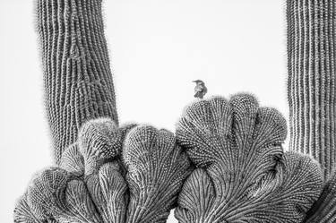 Cactus Wren on Cristate Saguaro #3 - 1 of a Limited Edition of 15 thumb