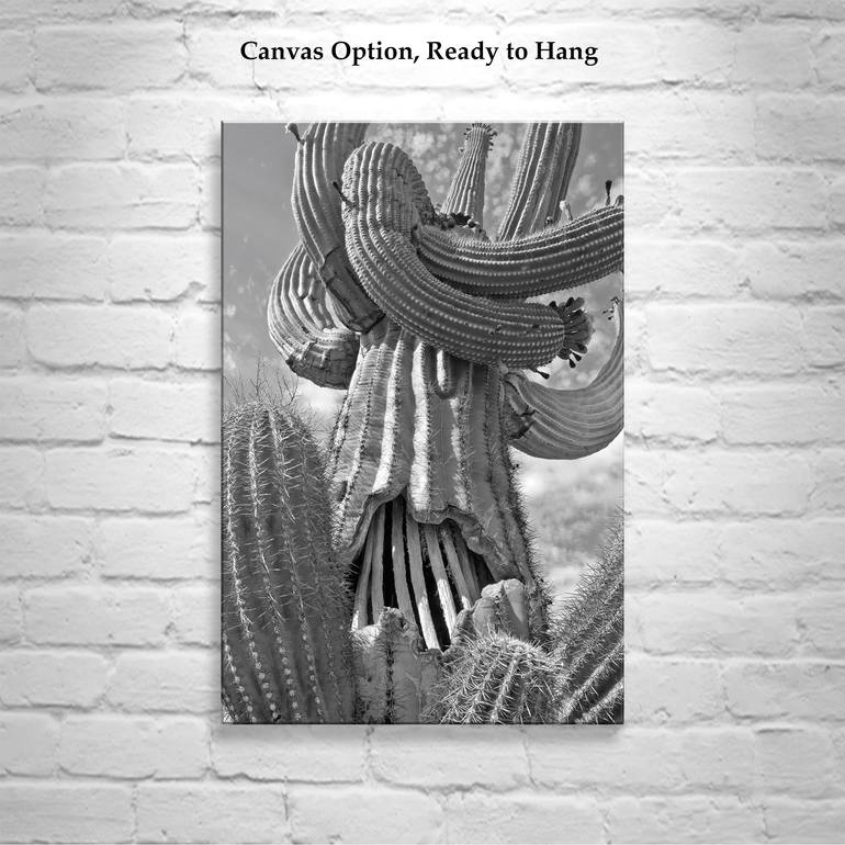 Original Black & White Botanic Photography by Murray Bolesta