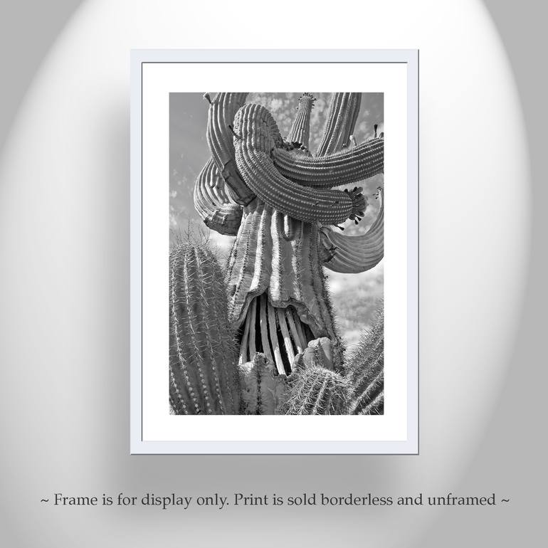 Original Black & White Botanic Photography by Murray Bolesta