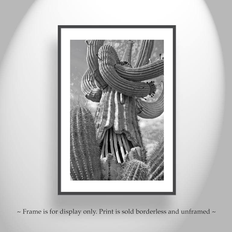 Original Black & White Botanic Photography by Murray Bolesta