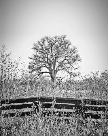 Original Fine Art Tree Photography by Murray Bolesta