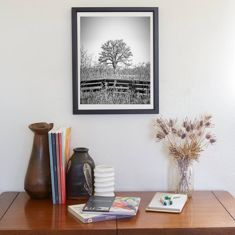 Original Tree Photography by Murray Bolesta