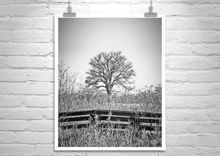 Original Fine Art Tree Photography by Murray Bolesta