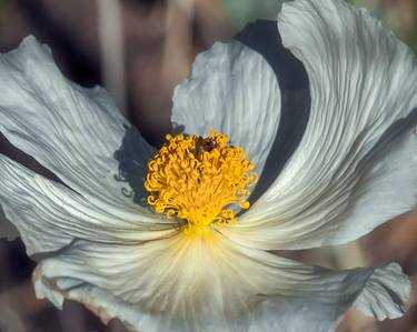 Original Floral Photography by Murray Bolesta