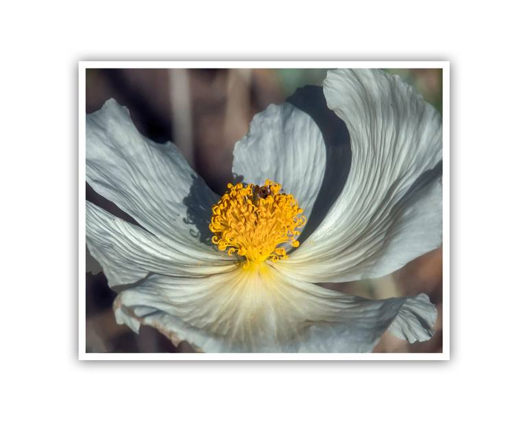 Original Impressionism Floral Photography by Murray Bolesta