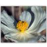 "Prickly Poppy #2" by Murray Bolesta!