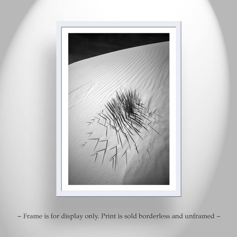 Original Minimalism Botanic Photography by Murray Bolesta