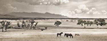 Original Horse Photography by Murray Bolesta