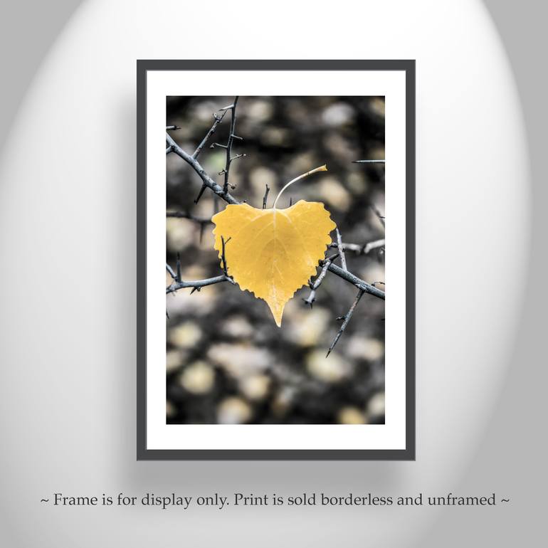 Original Impressionism Nature Photography by Murray Bolesta