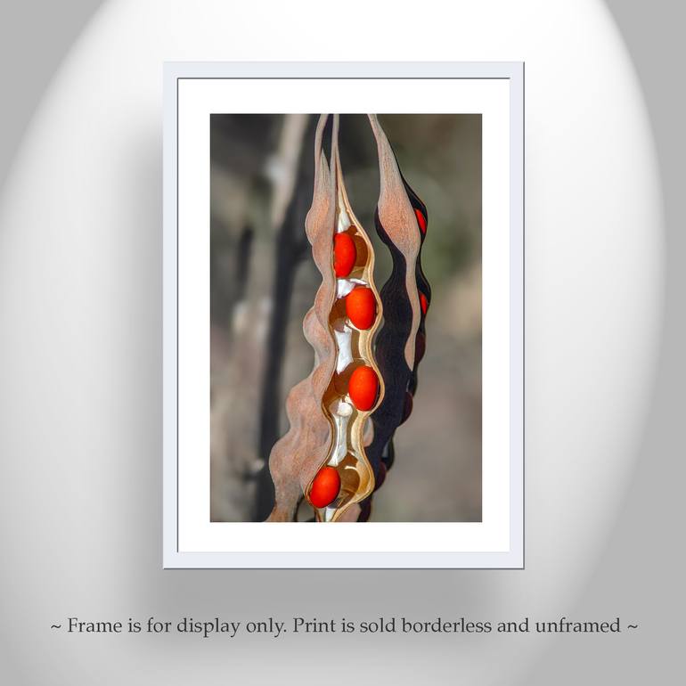 Original Abstract Botanic Photography by Murray Bolesta