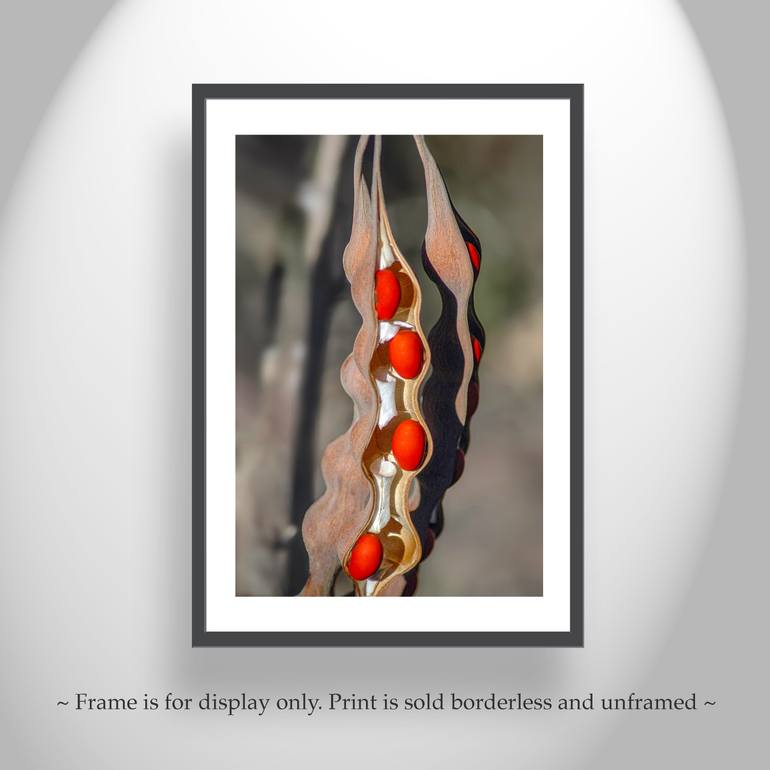 Original Abstract Botanic Photography by Murray Bolesta