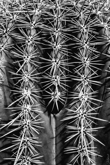 Saguaro Abstract #4 thumb
