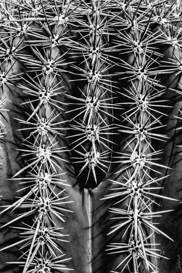 Original Abstract Botanic Photography by Murray Bolesta