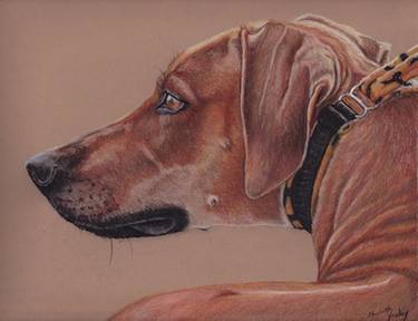 Original Photorealism Dogs Drawings by Charlotte Yealey