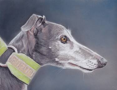 Print of Realism Dogs Drawings by Charlotte Yealey