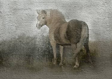 Original Fine Art Horse Photography by Dace Strausa