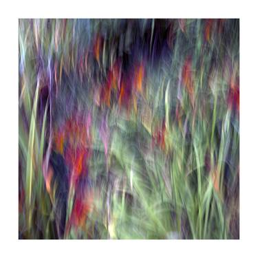 Hemerocallis  no.4, from the series Vanishing Moments thumb